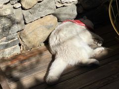 -喵屿·大理花园猫咖