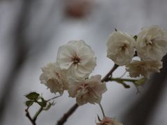 -天适樱花悠乐园