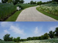 -花开海上生态园