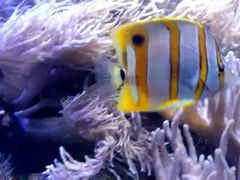 -凯莉-塔尔敦海洋生物水族馆