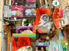 -猫咪博物馆(顶澳仔猫街店)
