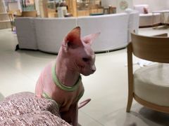 -藏猫猫咖啡主题馆(中央大道店)