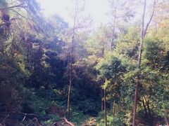 -三门江国家森林公园