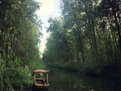 -合肥滨湖国家森林公园