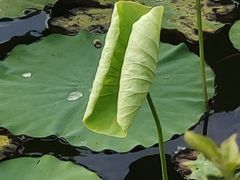 -荔湾湖公园