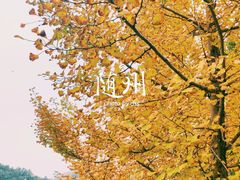 -千年银杏谷文化旅游区
