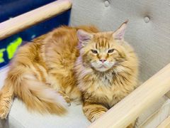 -藏猫猫咖啡主题馆(中央大道店)