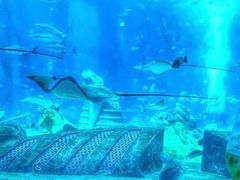 -亚特兰蒂斯•OSSIANO奥西亚诺海底餐厅