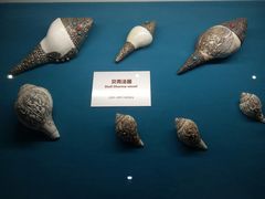 -青岛贝壳博物馆