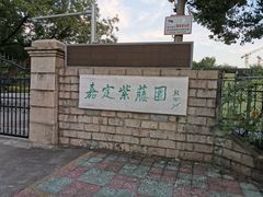 -嘉定紫藤园