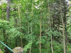 -五营红松林海景区