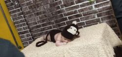 -索菲亚摄影会所