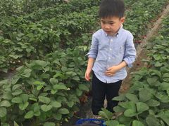-小鱼草莓采摘园农家乐·小鱼餐厅