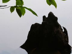 -番禺大夫山森林公园