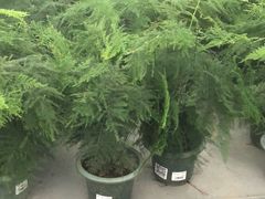 -荷兰花海