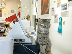 -猫小院猫主题餐厅(南锣旗舰店)
