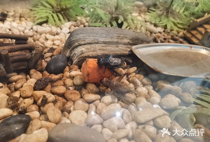 上海昆虫博物馆图片