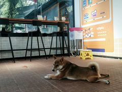 -柴犬高等学院·狗咖·柴犬售卖·宠物训练