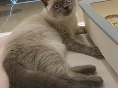 -babydoll猫舍·米努特·德文·缅因(久光中心店)