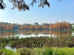 -白鹭湾湿地公园