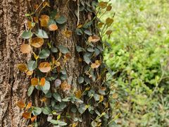 -上海佘山国家森林公园天马山园