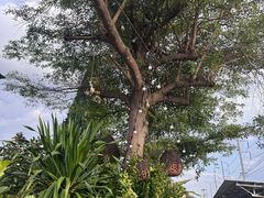 -Ohkajhu Organic Farm Sansai