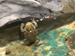 -上海大自然野生昆虫馆(东方明珠·爬宠昆虫探索中心)