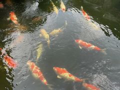 锦鲤-香麒园·过桥米线·南湖雅宴