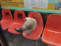 -猫咪博物馆(顶澳仔猫街店)