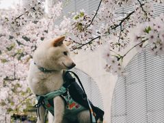 -龙美术馆(西岸馆)