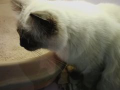 -喵的天空名猫咖啡馆·撸猫·猫舍·用品