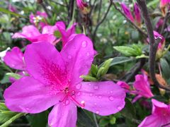 -松山湖梦幻百花洲