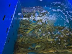 -阿尔法海鲜排档(爱琴海店)