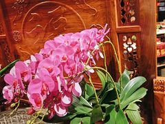 -小吊梨汤·北京菜·烤鸭(望京四元桥购物中心店)