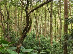 -黄埔油麻山森林公园