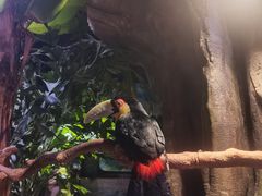 -正佳雨林生态植物园
