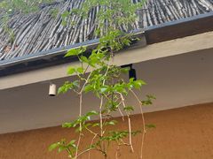 -花盐街·四川乐山小吃(西单大悦城店)