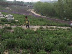 -永定河休闲森林公园