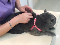 -瑞派康怡24h宠物医院·犬猫医疗中心·微创绝育(瑞景分院)