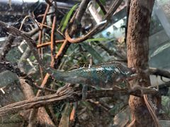 -上海大自然野生昆虫馆(东方明珠·爬宠昆虫探索中心)