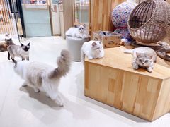 -藏猫猫咖啡主题馆(中央大道店)
