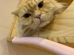 -猫咪派对(江南西店)