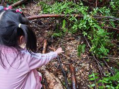 -五营红松林海景区