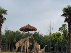-太湖龙之梦
