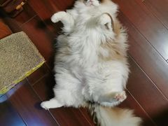 -李小姐の猫咖啡馆(五角场店)