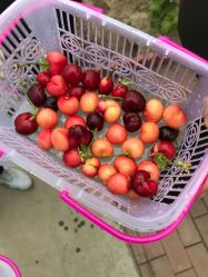 -蓝呗呗蓝莓草莓采摘园(通州区马驹桥店)