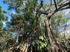 -瑞丽独树成林风景区