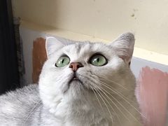 -滚猫咖啡·猫咖·猫友好撸猫(未来城店)