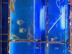 -姜君·千岛湖鱼头馆(浦东大道店)