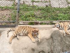 -深圳野生动物园